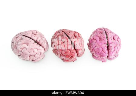 cervello umano isolato su sfondo bianco illustrazione 3d. Foto Stock