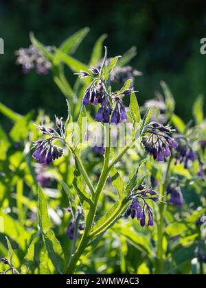 Splendidi fiori fioriti di viola - Symphytum officinale - in un giardino fatto in casa. Illuminata dalla luce del sole mattutino. Primo piano. Foto Stock