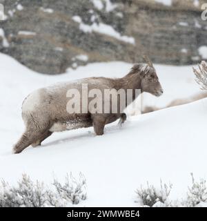 Pecora delle Montagne Rocciose ( Ovis canadensis ), femmina adulta in inverno, nevicata, camminata su una montagna attraverso neve profonda, inverno duro, fauna selvatica, Y Foto Stock