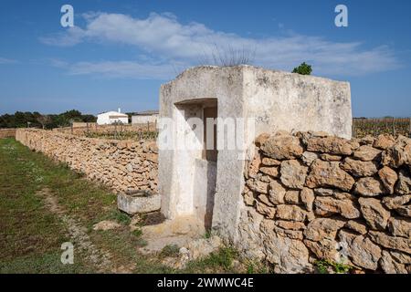 Vigneti della Cantina Terramoll, la Mola, Formentera, Isole Pitiusas, Comunità delle Baleari, Spagna Foto Stock