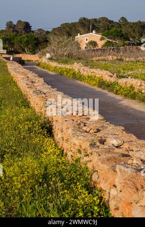 Muri tradizionali in pietra per terreni agricoli, es Monestir, Formentera, Isole Pitiusas, Comunità delle Baleari, Spagna Foto Stock