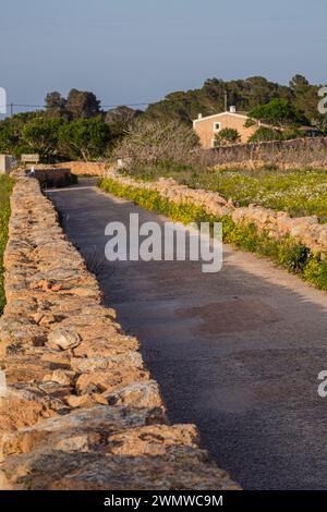 Muri tradizionali in pietra per terreni agricoli, es Monestir, Formentera, Isole Pitiusas, Comunità delle Baleari, Spagna Foto Stock