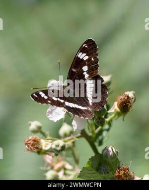 White Admiral Butterfly (Limenitis camilla) Dene Woods, Kent Regno Unito Foto Stock