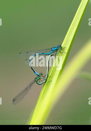 Azure Damselfly Pair Mating (Coenagrion puella) Dene Woods, Kent Regno Unito Foto Stock