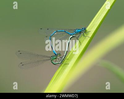 Azure Damselfly Pair Mating (Coenagrion puella) Dene Woods, Kent Regno Unito Foto Stock