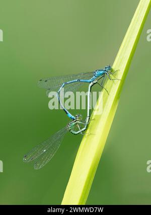 Azure Damselfly Pair Mating (Coenagrion puella) Dene Woods, Kent Regno Unito Foto Stock