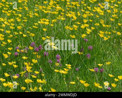 Meadow Buttercups (Ranunculus acris) & Red Clover (Trifolium pratense) Lewes Downs di Mount Caburn, East Sussex Foto Stock