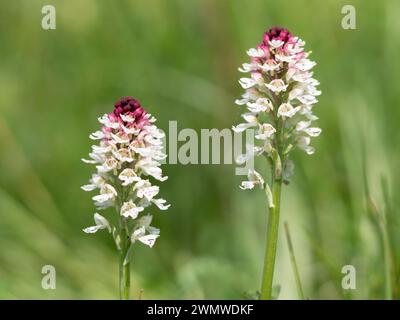 Burnt Tip Orchid (Neotinea ustulata) Mount Caburn, Lewes Downs, East Sussex Foto Stock