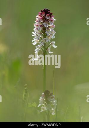Burnt Tip Orchid (Neotinea ustulata) Mount Caburn, Lewes Downs, East Sussex Foto Stock