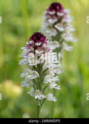 Burnt Tip Orchid (Neotinea ustulata) Mount Caburn, Lewes Downs, East Sussex Foto Stock