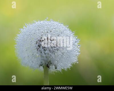 Testa di semina di dente comune con goccioline d'acqua (Taraxacum officinale) Sandwich Nature Reserve, Kent Regno Unito Foto Stock