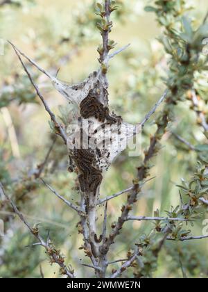 Brown Tailed Moth Caterpillars (Euproctis chrysorrhoea) Group together on web, Sandwich Nature Reserve, Kent UK Foto Stock