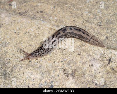 Leopard Slug (Limax maximus) sul patio in giardino, Ramsgate, Kent Regno Unito Foto Stock