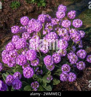 Viola bastone di rombo primula fiori (Primula denticulata), che cresce nel giardino inglese ad aprile, Inghilterra, Regno Unito Foto Stock