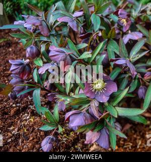 Pianta di alesaggio "Smokey Blue" con fiori viola-ardesia scuri nel tardo inverno all'inizio della primavera che cresce nel giardino inglese, Inghilterra, Regno Unito Foto Stock