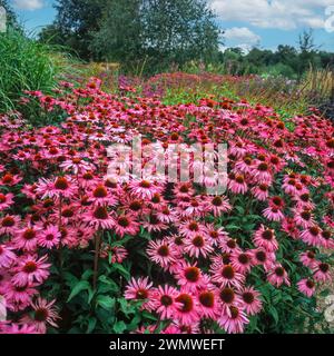 Masse di Echinacea purpurea viola / Rudbeckia purpurea (coneflowers viola) che crescono al confine del giardino in agosto, Inghilterra, Regno Unito Foto Stock