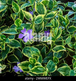 Vinca Major variegata (variegata maggiore periwinkle) con fiori blu viola e foglie verdi e crema variegate che crescono nel giardino inglese, Regno Unito Foto Stock