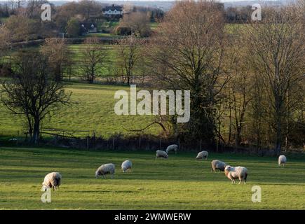 Terreni agricoli e pecore nel campo, vicino a Milton Common, Thame, Oxford Foto Stock