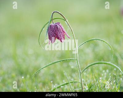 Snakes Head Fritillary Flowers Covered in Early Morning Dew, (Fritillaria meleagris) Iffley Meadows, Oxford UK Foto Stock