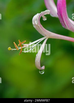 Honeysuckle (Lonicera sp), close up of Stamen, Garden, Wiltshire UK Foto Stock