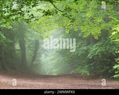 Sentiero paesaggistico boscoso per la riserva naturale di Noar Hill, Hampshire, Regno Unito Foto Stock