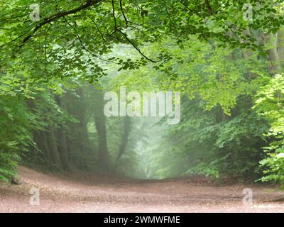 Sentiero paesaggistico boscoso per la riserva naturale di Noar Hill, Hampshire, Regno Unito Foto Stock