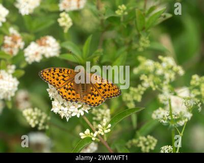 Le ali della farfalla Dark Green Fritillary (Mesoacidalia aglaia) si aprono e si nutrono di fiori, Noar Hill Nature Reserve, Hampshire, Regno Unito Foto Stock