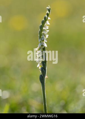 Autunno Lady's Tresses Flowers (Spiranthes spiralis) Ramsgate Rose Garden, Kent Regno Unito Foto Stock