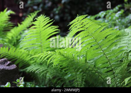 Foglie di felce lussureggianti nella foresta profonda Foto Stock