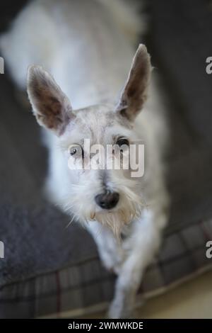 Primo piano di un delizioso cane schnauzer in miniatura a fuoco selettivo Foto Stock