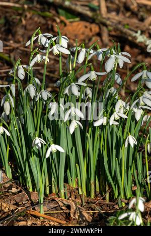 Snowdrops (galanthus) una pianta di primavera invernale con un fiore bianco verde primaverile che si apre in gennaio e febbraio, foto d'archivio immagine Foto Stock