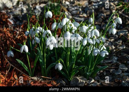 Snowdrops (galanthus) una pianta di primavera invernale con un fiore bianco verde primaverile che si apre in gennaio e febbraio, foto d'archivio immagine Foto Stock