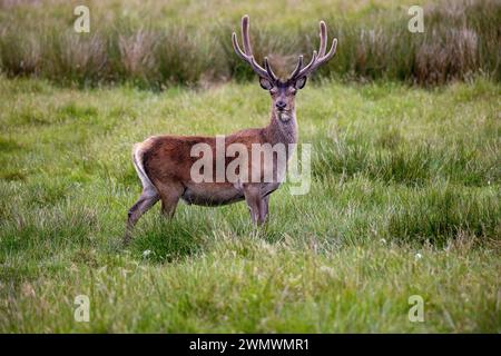 Stags on the Outer Hebridies, Scozia. Foto Stock