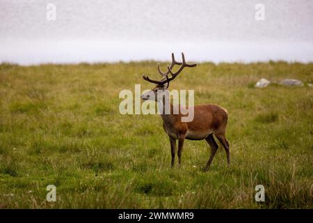 Stags on the Outer Hebridies, Scozia. Foto Stock