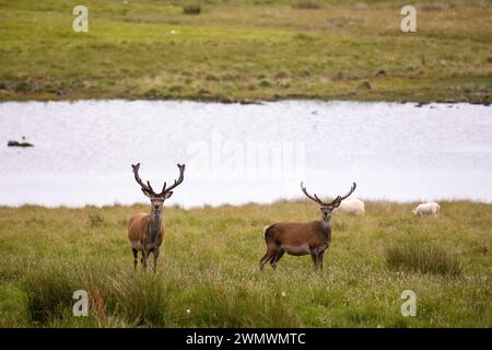 Stags on the Outer Hebridies, Scozia. Foto Stock