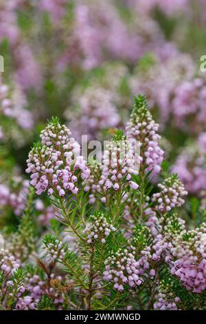 Erica vagans Hookstone Rose, Cornish Heath Hookstone Rose, fiori rosa intenso, Foto Stock