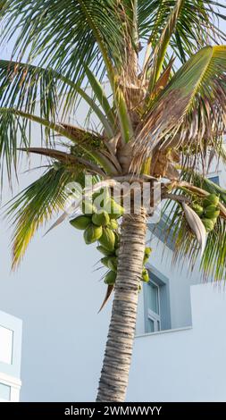 Cattura la serenità sotto il sole in un paradiso tropicale. Foto Stock