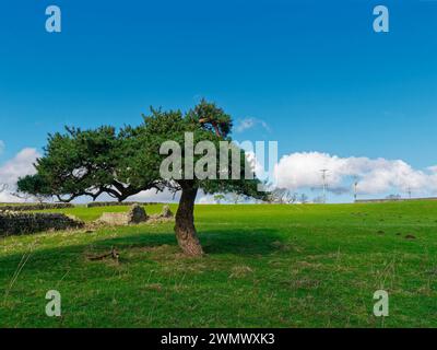 Un albero in stile cipresso in un angolo di un campo vicino alle rovine di Drystone Wall a Hunger Hill, nella periferia settentrionale di Ilkley, nel West Yorkshire. Foto Stock