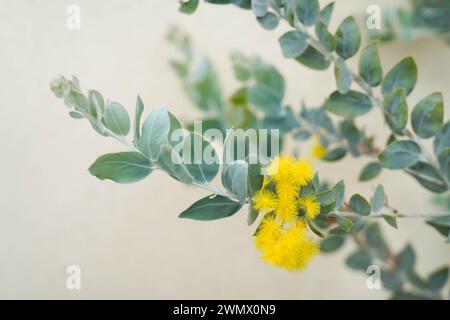 Albero di Mimosa con mazzi di fiori morbidi e teneri di esso. Sfondo dell'albero giallo di mimosa. Concetto di vacanza e decorazione floreale mimosa. Molla, W. Foto Stock