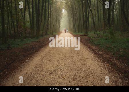 Un uomo che passeggiava lungo un sentiero sterrato circondato da vegetazione lussureggiante e alberi torreggianti Foto Stock