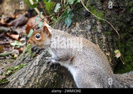 Young Grey Squirell al Devonport Park a Plymouth Devon. Queste simpatiche creature sono sulla lista dell'Unione Internazionale per la conservazione della natura di 100 W. Foto Stock