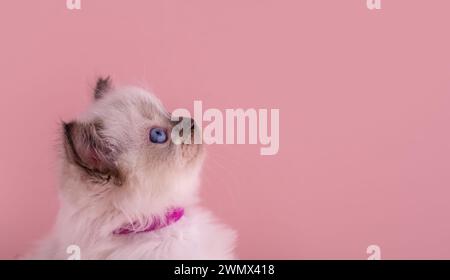 primo piano del gattino ragdoll con occhi blu con colletto viola su sfondo rosa. Spazio per il testo. Foto per scheda e calendario Foto Stock