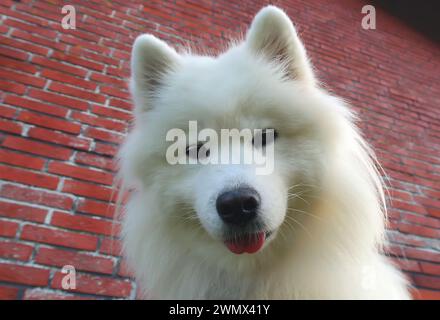 Il cane è seduto davanti a un muro Foto Stock