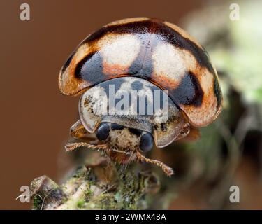 Veduta frontale di 10 punti Ladybird (Adalia decempunctata) su ramoscello. Tipperary, Irlanda Foto Stock