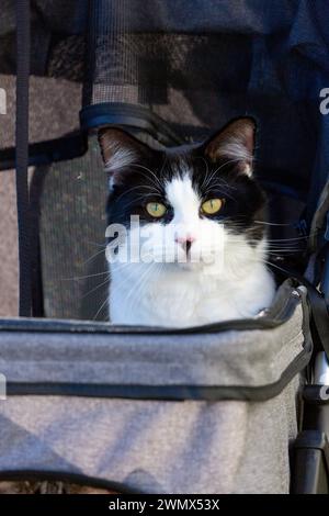 Un gatto bianco e nero all'esterno nel passeggino Foto Stock