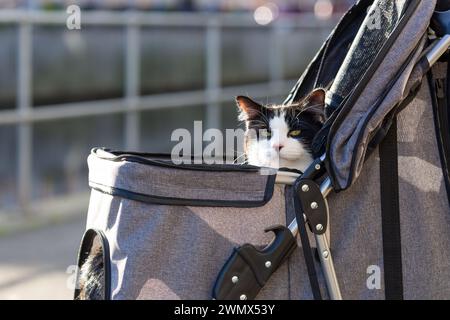 Un gatto bianco e nero all'esterno nel passeggino Foto Stock