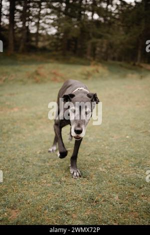 Cane del grande danese Foto Stock