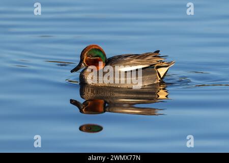 Teal Drake sull'acqua alla luce del mattino presto Foto Stock