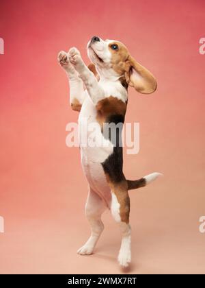 Il cucciolo di Beagle sta sulle zampe posteriori. Cane divertente su sfondo rosa. Animali domestici nello studio Foto Stock