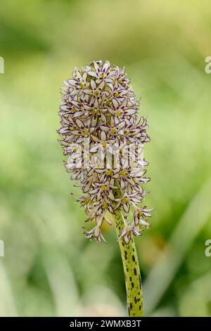 Giglio crestato (Eucomis comosa), infiorescenza, presenza in Africa Foto Stock